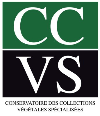 LOGO CCVS