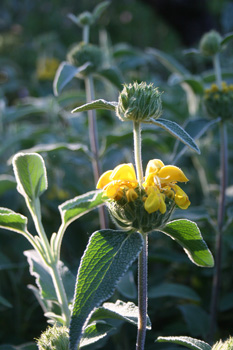 Phlomis