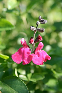 saugegreggii2