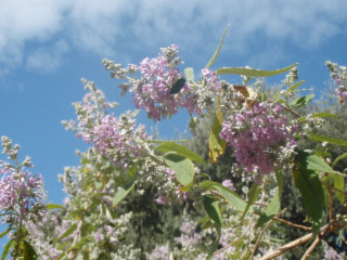 arbreauxpapillonsofficinal