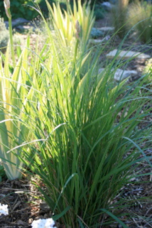 cheveuxcalamagrostis