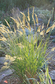 cheveuxcalamagrostis2