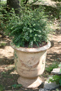 chevrefeuille nitida