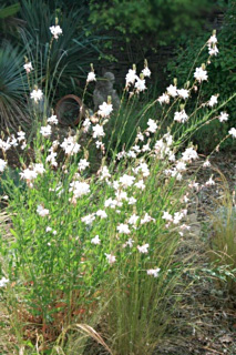 gaura de lindheimer
