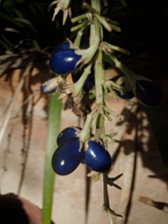 herbe turquoise jaburan 2