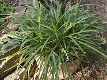 herbe turquoise jaburan