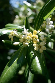 pittosporum tobira