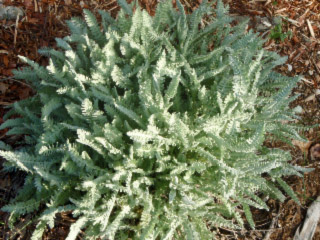 achillee clypeolata