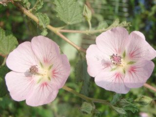 anisodontea mauve