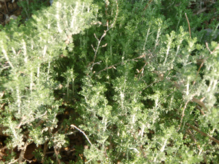 armoise herbe blanche