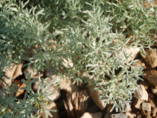 armoise lichen 2