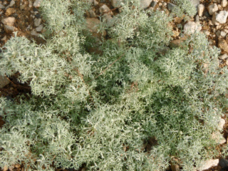 armoise lichen