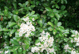 buisson ardent
