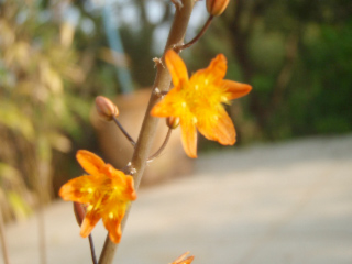 bulbine orange 2