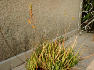 bulbine orange