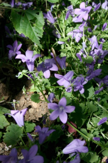 campanule des murs 2