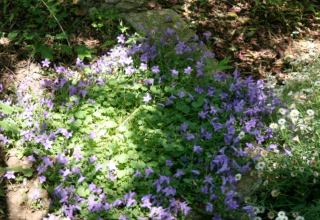 campanule des murs