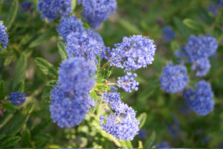 ceanothe ciel italie
