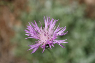 centauree belle