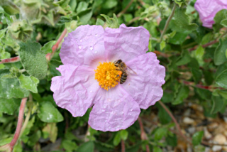 ciste de crete