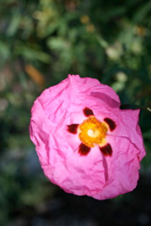 ciste pourpre