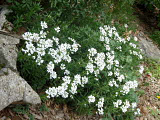corbeille argent
