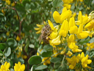coronille glauque