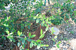 cotoneaster laiteux