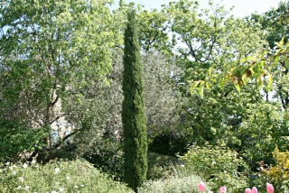 cypres florentin