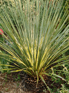 dasylirion feuilles glauques