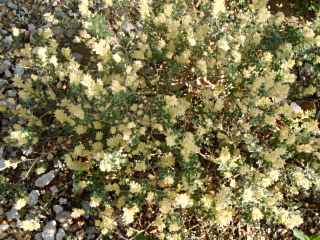 dorychnie herissee brimstone