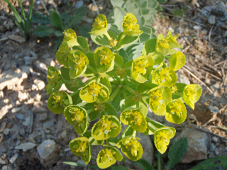 euphorbe de corse 2