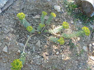 euphorbe de corse