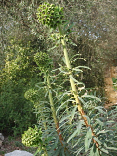 euphorbe des garrigues