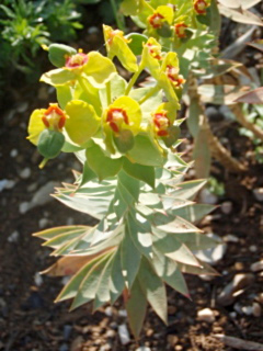 euphorbe rigide