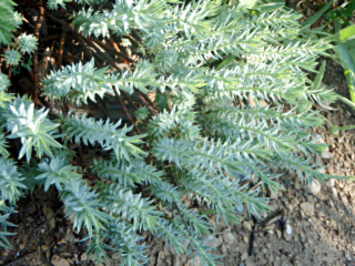 euphorbe sapinette