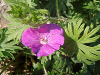 geranium sanguin 2