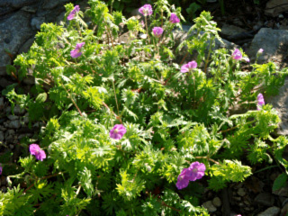 geranium sanguin