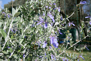 germandree arbustive azur