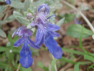 germandree arbustive ouarzazate