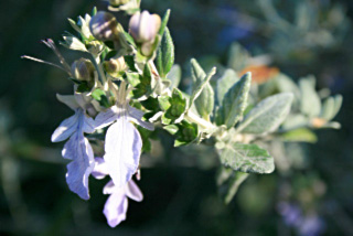 germandree arbustive