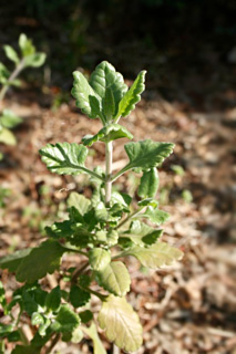 germandree jaune blond