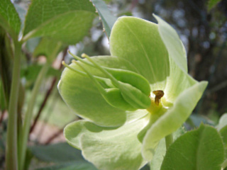 hellebore de corse