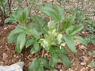 hellebore de corse