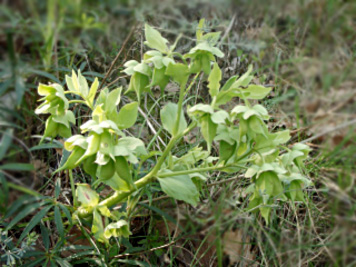 hellebore fetide