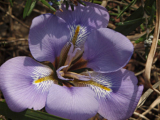 iris alger 2
