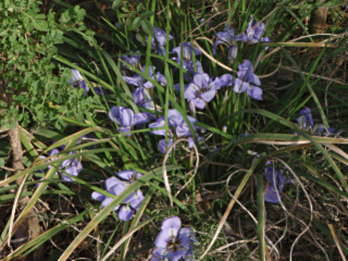 iris alger