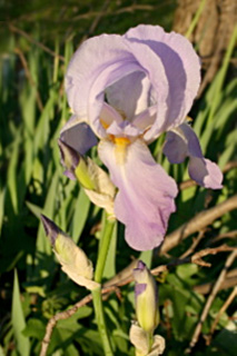 iris pale 2