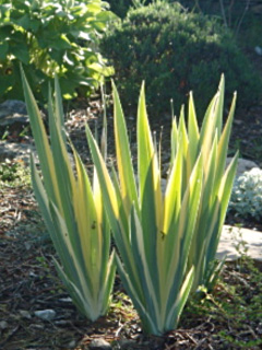 iris pale feuilles panachees