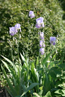 iris pale